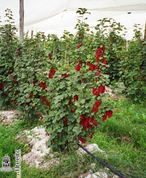 Grosella - Redcurrant - Grosella (Ribes sp.) >> Grosella (Ribes sp.) - Grosella roja madura.jpg